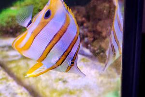 Copperband Butterflyfish Thumbnail