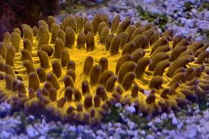 Plate coral - oragne Thumbnail