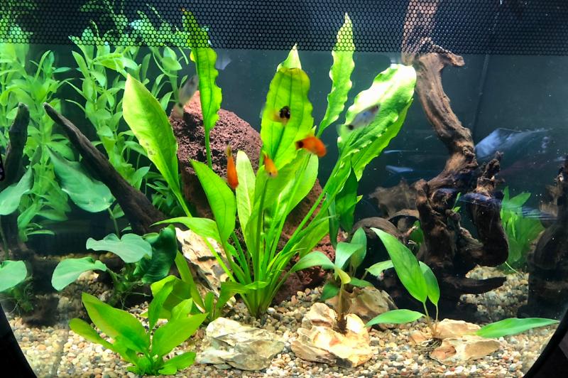 Fluval Flex 15  Thumbnail