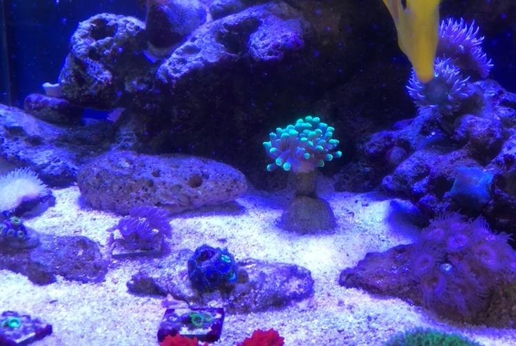 Reef Tank RB on Mar 28, 2021