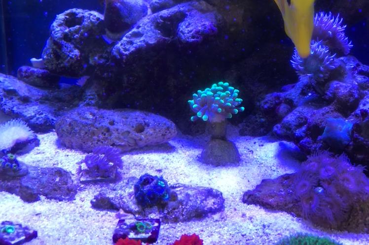 Reef Tank RB Thumbnail