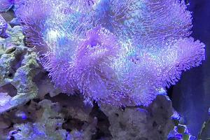 Leather Coral Thumbnail