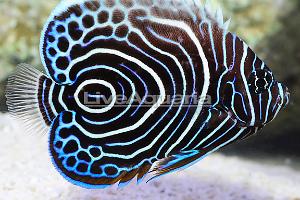 Emperor Angelfish Thumbnail