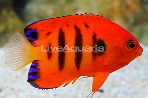 Flame Angelfish Thumbnail