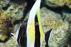 Moorish Idol Thumbnail