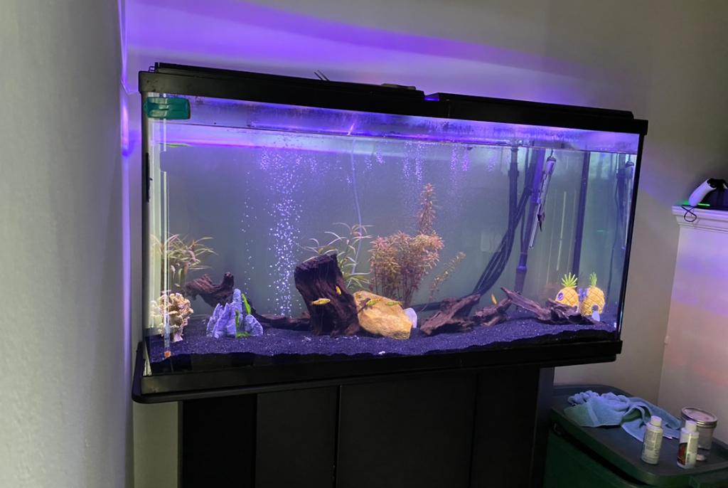 Emmy’s Tank on Apr 3, 2021