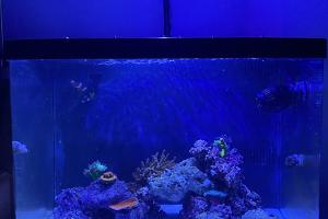 Biocube 29 mixed reef Thumbnail