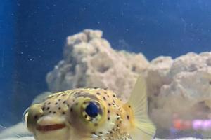 Porcupine Puffer Thumbnail