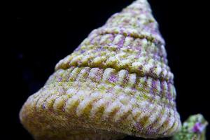 astrea snails Thumbnail