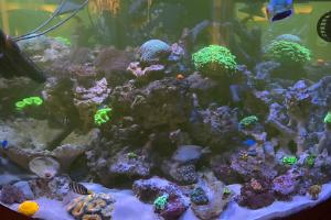 My Mini Reef Thumbnail