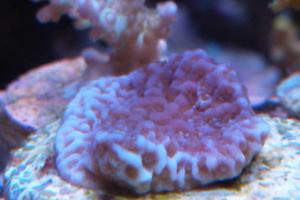 ORA Purple Montipora Undata Thumbnail