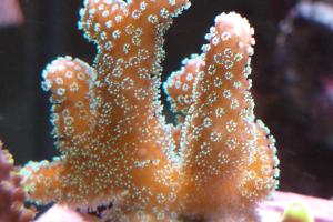 ORA Stellar Stylophora Coral Thumbnail