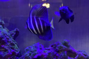 Sailfin Tang Thumbnail