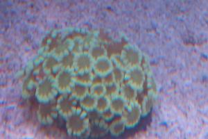 Alveopora Coral Thumbnail