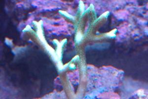 Birdsnest Coral, green Thumbnail