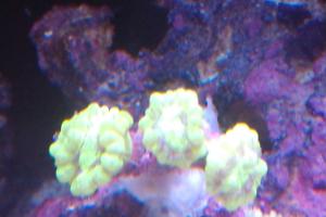 Candy Cane Coral, neon yellow Thumbnail