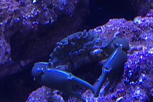 Emerald Crab (large) Thumbnail