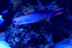 Elegant Firefish Thumbnail