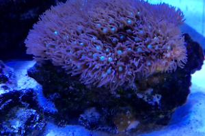 Starburst Polyp Thumbnail