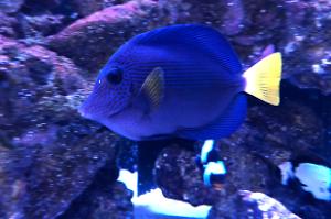 Purple Tang Thumbnail