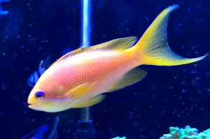 Lyretail Anthias Thumbnail