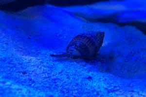 Nassarius Snail Thumbnail