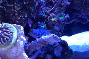 Spotted Mandarin Dragonet Thumbnail