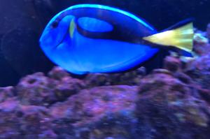 Blue Tang Thumbnail