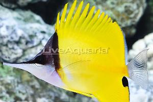 Yellow Longnose Butterflyfish Thumbnail