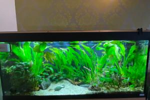 My Aquarium on Apr 21, 2021