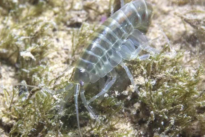 Copepod / Copepoda sp 102