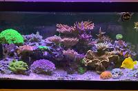 40G SPS/LPS Reef on April 25, 2021