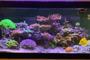 40G SPS/LPS Reef Thumbnail