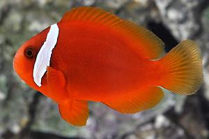 Tomato Clownfish Thumbnail