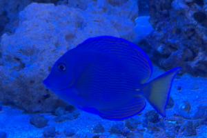 Blue Caribbean Tang Thumbnail