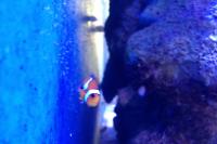 Ocellaris Clownfish Thumbnail