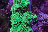 Hammerhead coral