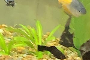 My Fish Thumbnail