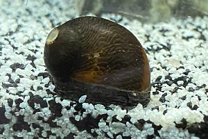 Heracles (Red Racer Nerite Snail Thumbnail