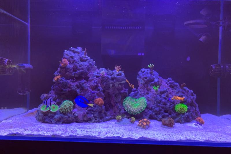 Vlad’s Reef Thumbnail