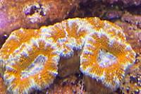 Acanthastrea