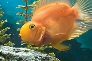 Finn (blood parrot cichlid) Thumbnail