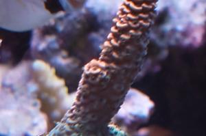 Clean tangerine millepora Thumbnail