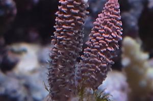 White Fluff millepora Thumbnail