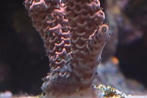 Tigerlilly millepora (Big arch) Thumbnail