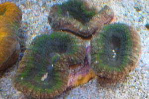 Green Lobophyllia Brain Coral Thumbnail