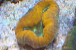 Orange Lobophyllia Brain Coral Thumbnail