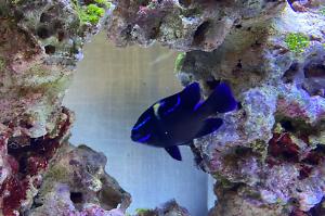 Blue Velvet Damselfish