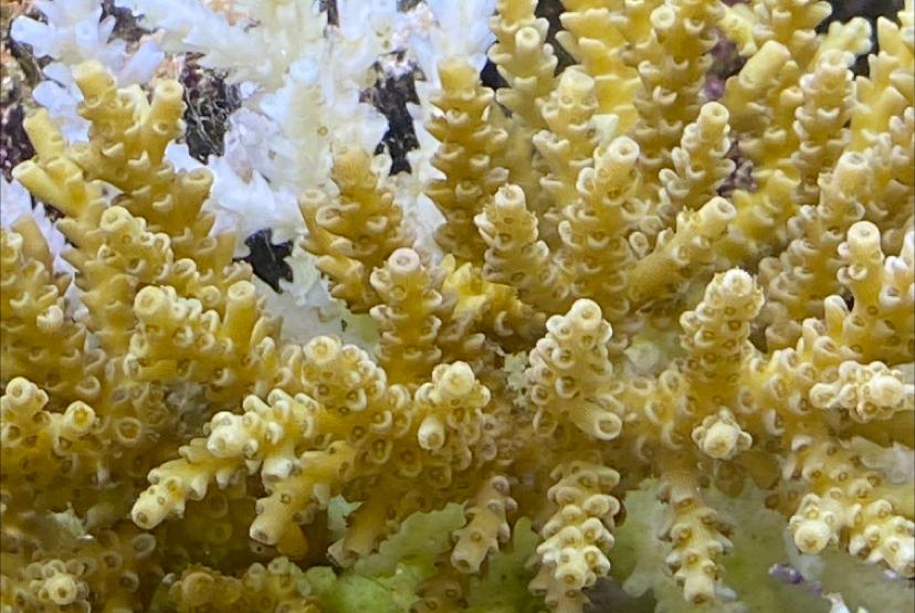 Acropora