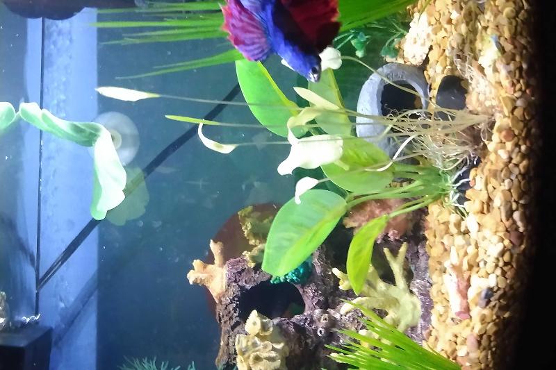 My bettas tank Thumbnail